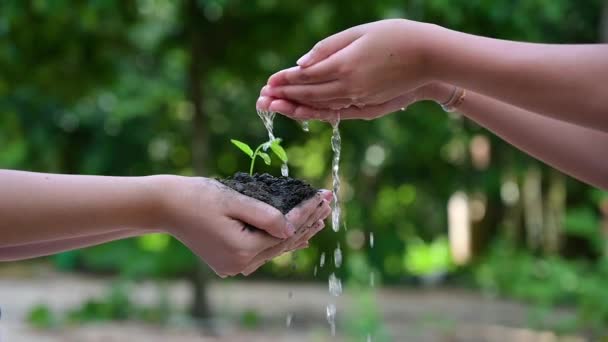 Люди сажают и поливают растения в своих руках. Есть деревья, идеи для сохранения природы и окружающей среды
. - Кадры, видео