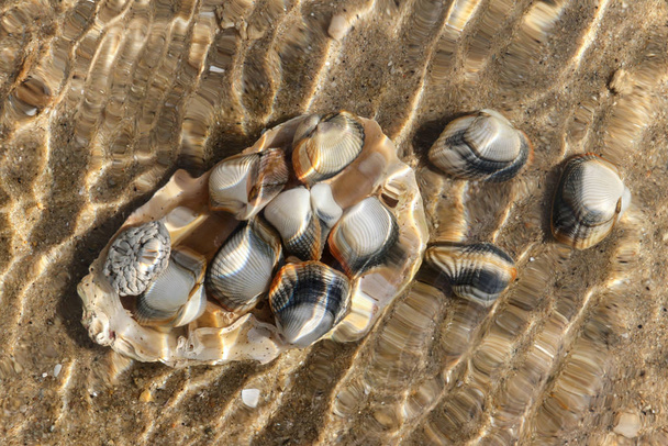 Unusual shot shells under the sea level - Photo, Image