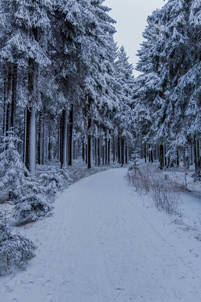 First small winter hike along the Rennsteig through the Thuringian Forest - Oberhof/Germany - Foto, Imagem