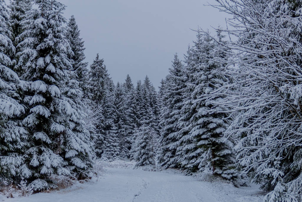 チューリンゲンの森を通ってレンヌ川沿いの最初の小さな冬のハイキング- Oberhof / Germany - 写真・画像