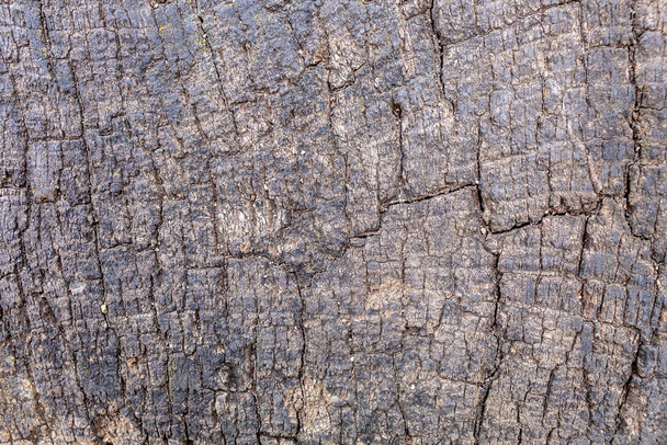 Living Tree Bark Texture - Фото, изображение