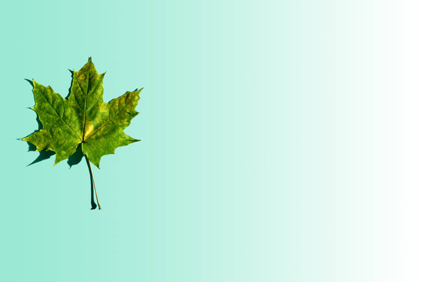 gefallene grüne Herbst Ahornblatt isoliert auf Farbtrend Aqua Menthe Hintergrund mit Kopierraum. - Foto, Bild