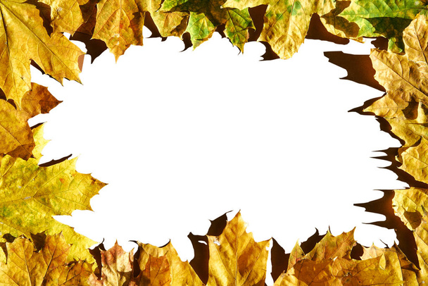 Mockup keret színes őszi juhar levelek színes trend háttér. - Fotó, kép