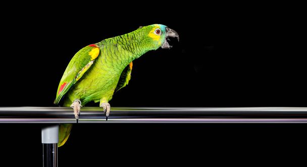 papagaio jogando e posando no estúdio de fotografia
 - Foto, Imagem