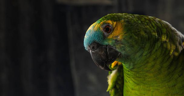 papuga gra i pozowanie w studio fotograficznym - Zdjęcie, obraz