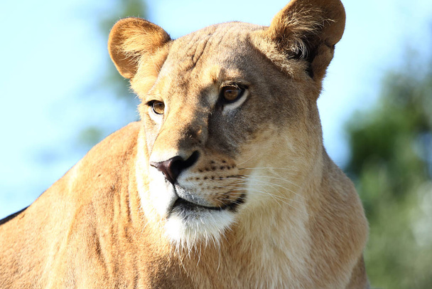 lion portrait of female lion - Photo, Image