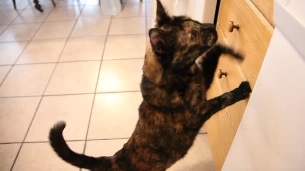 Katze bettelt um Leckerli - Filmmaterial, Video