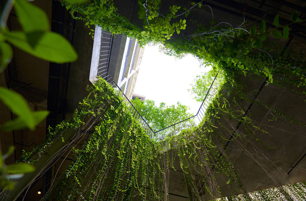 Vibrant green vines surround the building - Φωτογραφία, εικόνα