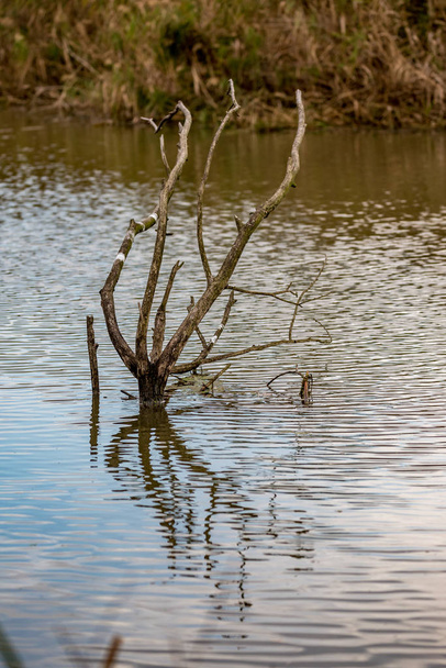 Στεγνό δέντρο του ποταμού παρακλάδι στη λίμνη, τέλη φθινοπώρου - Φωτογραφία, εικόνα