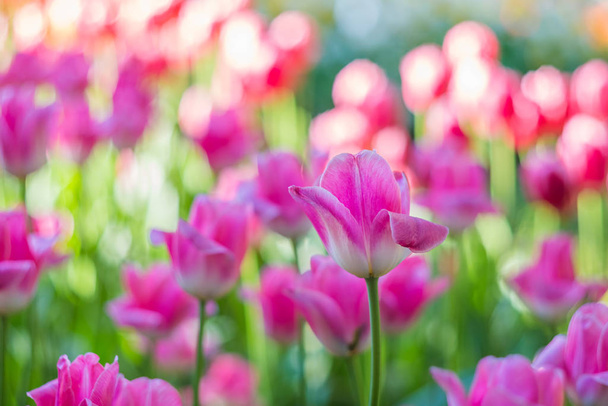 Bright pink tulip flowers close-up - Photo, image