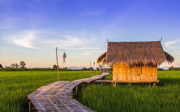 bamboo hut  on rice field - Foto, afbeelding