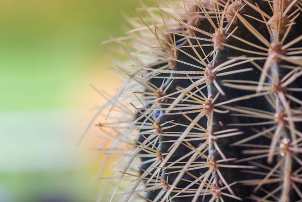 cerrado hasta lindo cactus enfoque selectivo
 - Foto, imagen