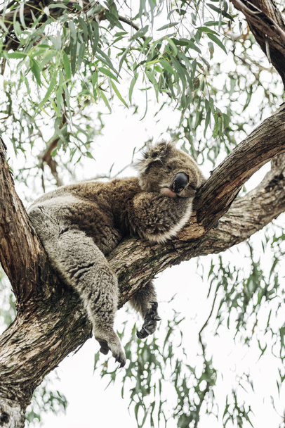 ein niedlicher schlafender Koala auf einem Baum in Australien unweit der Buschbrände - Foto, Bild
