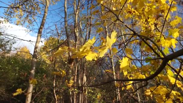 Jesienne drzewo, żółte liście na wietrze rosną - Materiał filmowy, wideo
