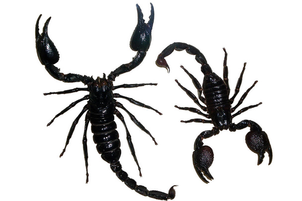 Eksoottiset hyönteiset (perhoset, kovakuoriaiset, hämähäkit, skorpionit), jotka on eristetty valkoisella taustalla. Kaksi mustaa myrkyllistä skorpionia eristetty valkoisella pohjalla
 - Valokuva, kuva