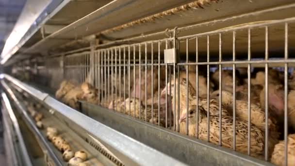 Bıldırcın çiftliği yumurta kafesi organik hayvan kümes hayvanları - Video, Çekim