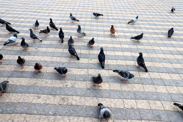 bird sits on the sidewalk in the city center of Jerusalem the capital of the state of Israel  - Фото, изображение