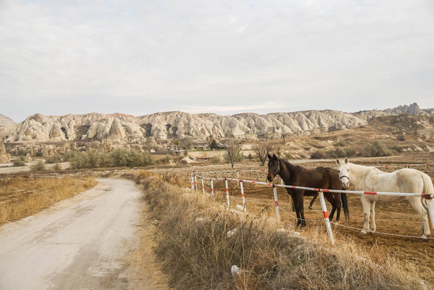 Молодые лошади Каппадокии зимой пасут сухую траву на открытом ранчо.
 - Фото, изображение