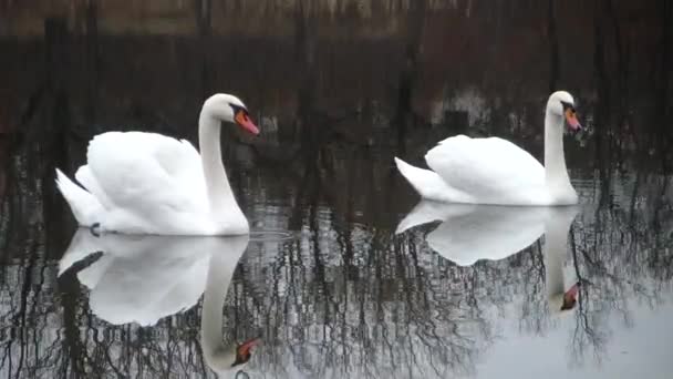 Cisnes adoráveis. Cisne branco em um lago da floresta
. - Filmagem, Vídeo