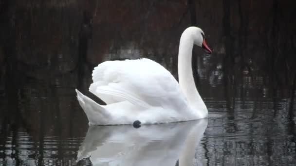 Cisnes adoráveis. Cisne branco em um lago da floresta
. - Filmagem, Vídeo