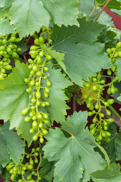 close-up de cachos de uvas verdes não maduras com folhas na vinha
 - Foto, Imagem