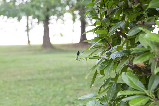 hermosa libélula azul en rama de pino en el bosque
 - Foto, Imagen