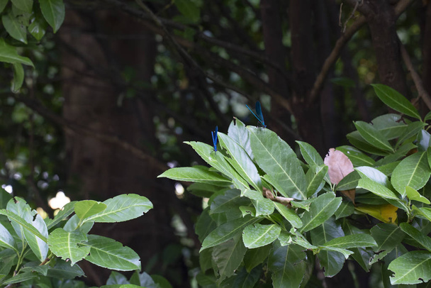 piękna niebieska ważka na gałęzi sosny w lesie - Zdjęcie, obraz