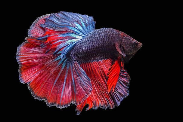 Рыба бетта, сиамская боевая рыба на черном фоне - Фото, изображение