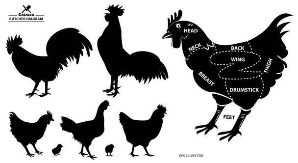 sylwetka kurczaka lub schemat rzeźnika lub część koncepcji rzeźnika kura.   - Wektor, obraz