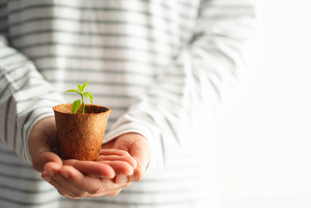 hands holding green sprout in small tree pot on white background, environmental concept - Valokuva, kuva