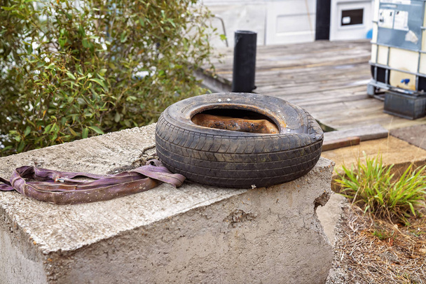 ein alter ausrangierter Reifen - Foto, Bild