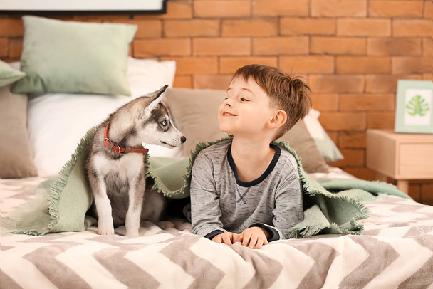 Niño pequeño con lindo cachorro husky en el dormitorio
 - Foto, imagen