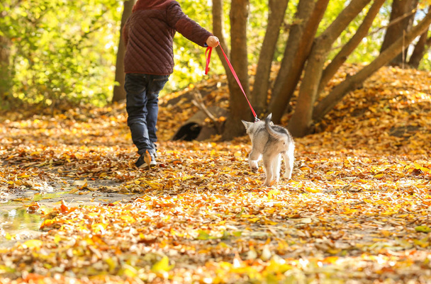 Menino andando com cão bonito husky no parque de outono
 - Foto, Imagem