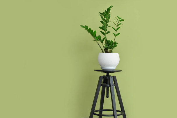 Table avec plante d'intérieur près du mur de couleur - Photo, image