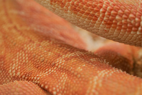 close-up μοτίβο δέρμα, reptil ζώο των μικρών εξωτικών κατοικίδιων ζώων - Φωτογραφία, εικόνα