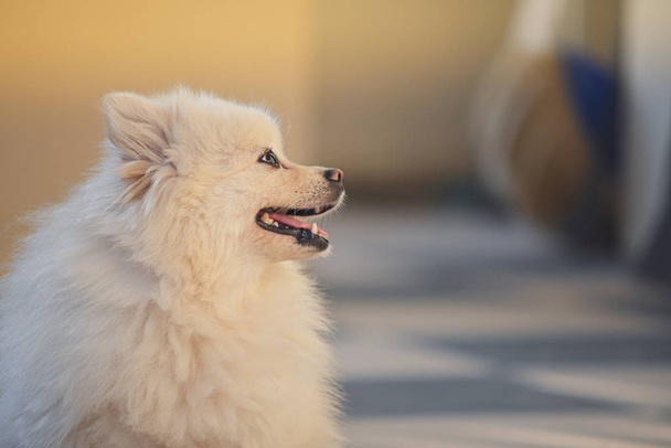 Mutlu beyaz Pomeranya köpeği, sevimli, uzun tüylü, sevimli bir hayvan. - Fotoğraf, Görsel