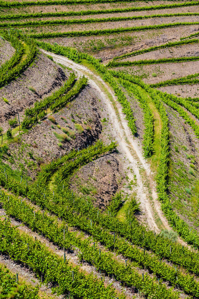 Detail vinic v údolí Douro - Portugalsko, Evropa - Fotografie, Obrázek