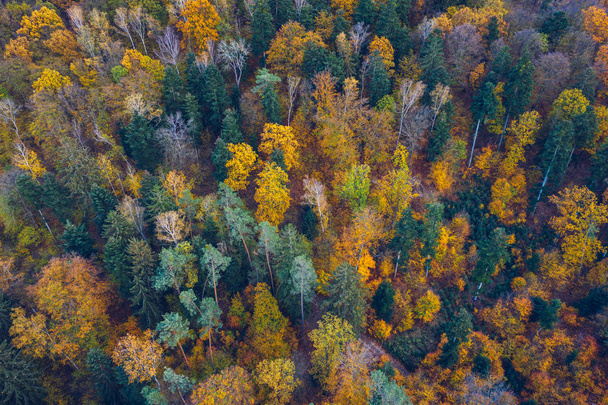 Z góry na dół widok jesiennego lasu z zielonym i żółtym drzewem - Zdjęcie, obraz