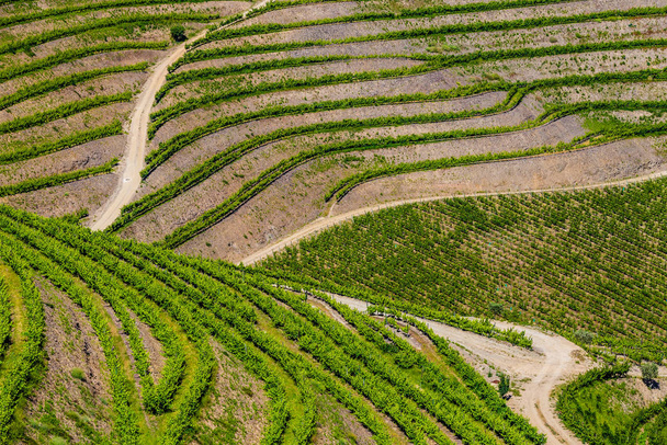 Szczegóły winnic w Dolinie Douro - Portugalia, Europa - Zdjęcie, obraz
