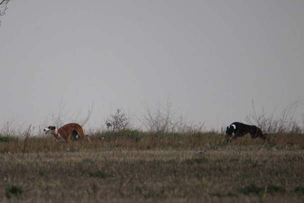 Açık arazide tavşan avlayan İspanyol köpeklerin çarpıcı fotoğrafları. - Fotoğraf, Görsel