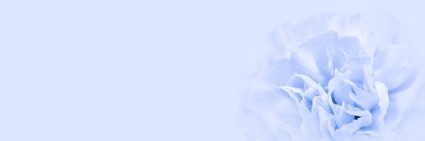 Синий большой пионский бутон или гвоздика на синем фоне в качестве заготовки для рекламного текста
 - Фото, изображение