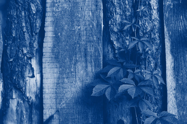 tekstura starego drewnianego ogrodzenia z roślinami wspinaczkowymi. Classic niebieski tonizujący trend 2020 kolor - Zdjęcie, obraz
