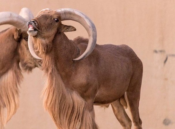 Wild Animal Barbary Sheep with Long Horns - Photo, Image