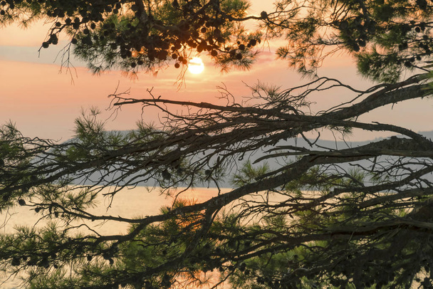 Piękny zachód słońca w Czarnogórze. Wysokie klify i gałęzie sosny kamiennej. - Zdjęcie, obraz
