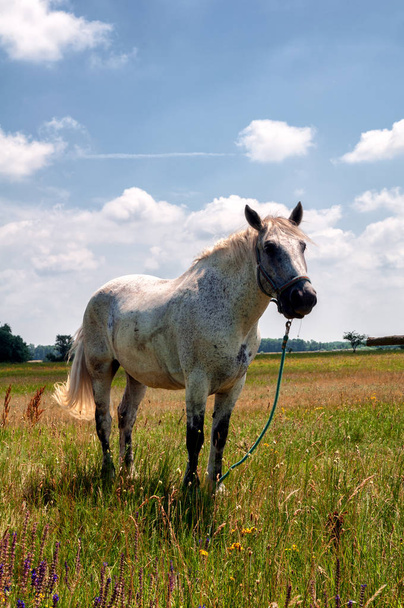 "Lange Lacke", Burgenland 'daki Meadow' daki Puszta 'da beyaz atlar. - Fotoğraf, Görsel