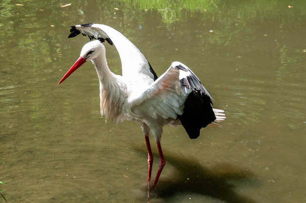 Stork Walking in Pond in Burgenland, Austria - 写真・画像