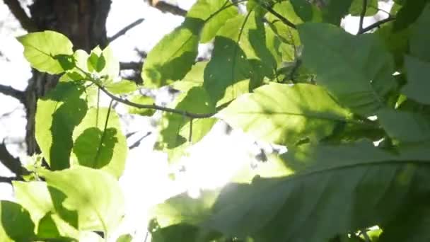 Rays of the sun make their way through the green leaves of the trees. Live texture with green leaves and breaking sun rays. Close-up - Metraje, vídeo