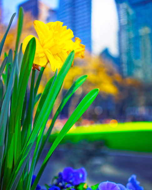 Žluté narcisy a srdíčko květiny v Bryant Park reflex - Fotografie, Obrázek