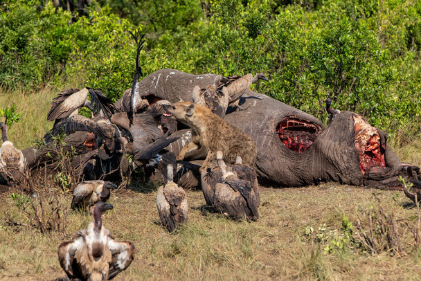 hiena y buitres cerca del cadáver de un viejo elefante macho en la reserva de caza Masai Mara en Kenia
 - Foto, Imagen