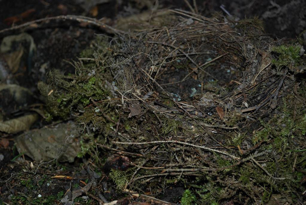 nid d'oiseaux situé au sol
 - Photo, image